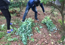 8 gia đình trồng cây thuốc phiện làm rau ăn