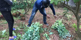 8 gia đình trồng cây thuốc phiện làm rau ăn