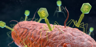 Phát hiện 70.000 loại virus chưa từng biết tới trong ruột con người